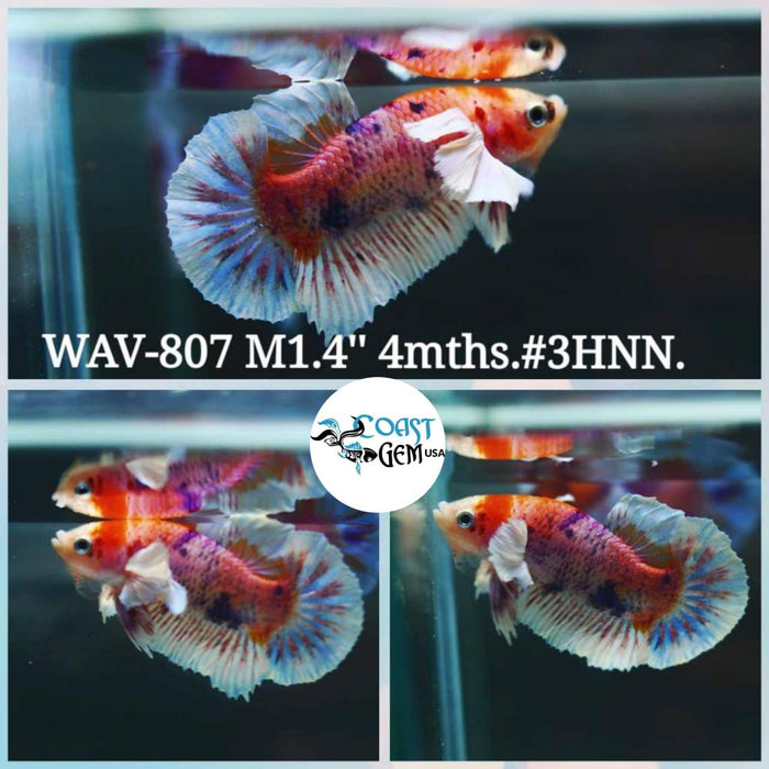 Live Betta Fish Male Plakat High Grade Yellow Red Nemo Fancy White Tail (WAV-807) What you see is what you get!