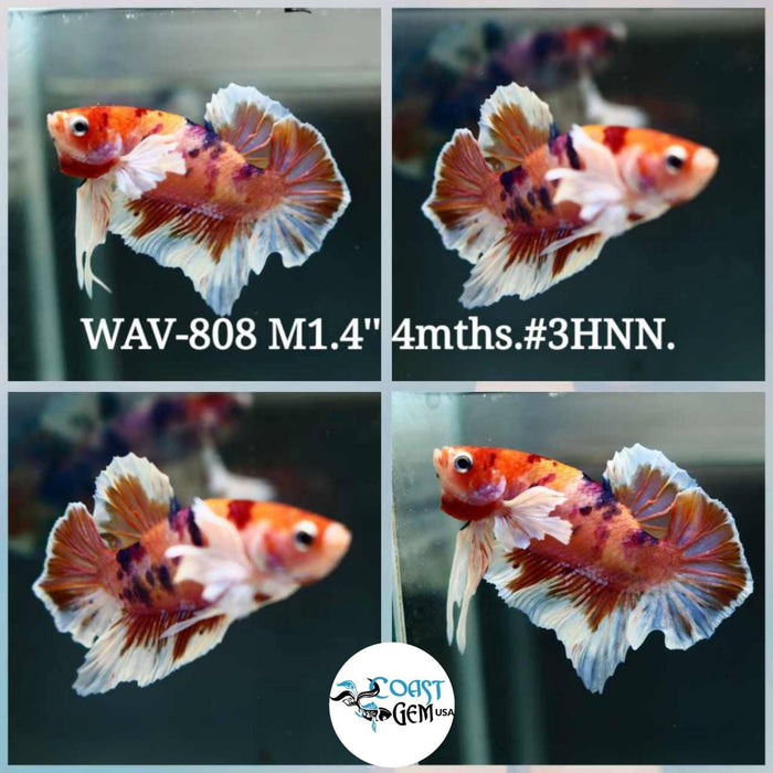 Live Betta Fish Male Plakat High Grade White Nemo Galaxy White Tail (WAV-808) What you see is what you get!