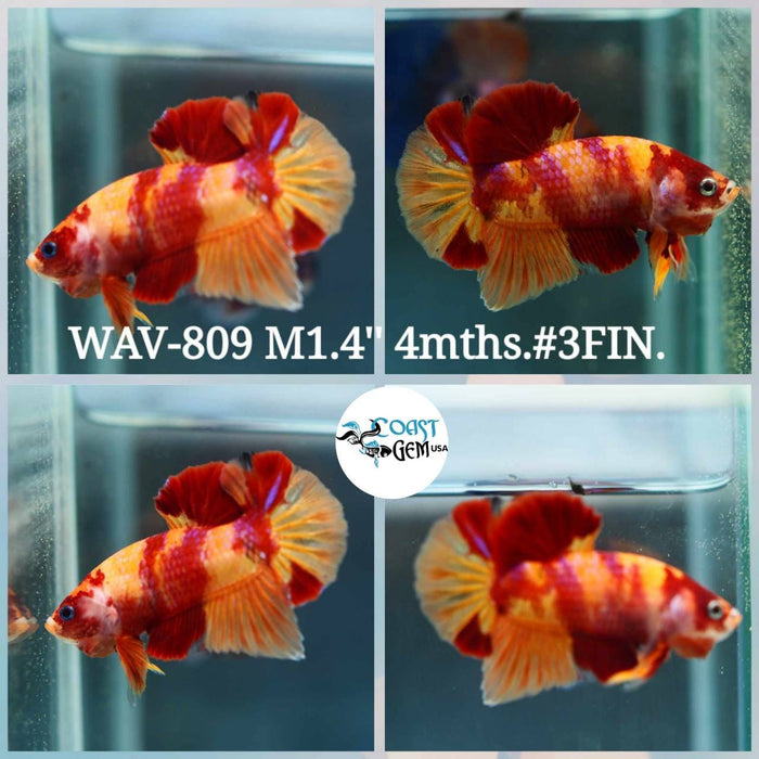 Live Betta Fish Male Plakat High Grade Red Nemo Fancy (WAV-809) What you see is what you get!