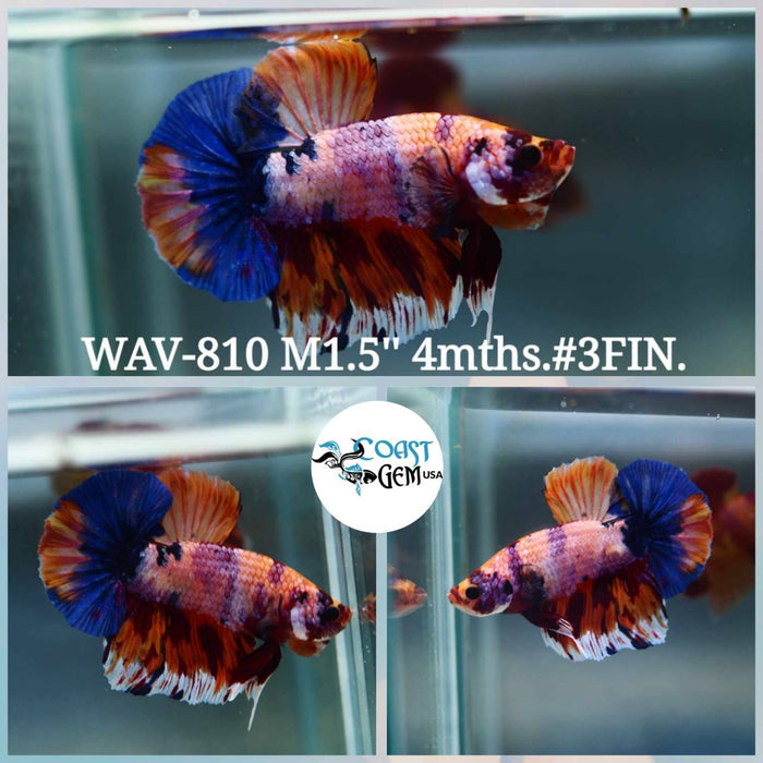 Live Betta Fish Male Plakat High Grade Candy Fancy Marble (WAV-810) What you see is what you get!
