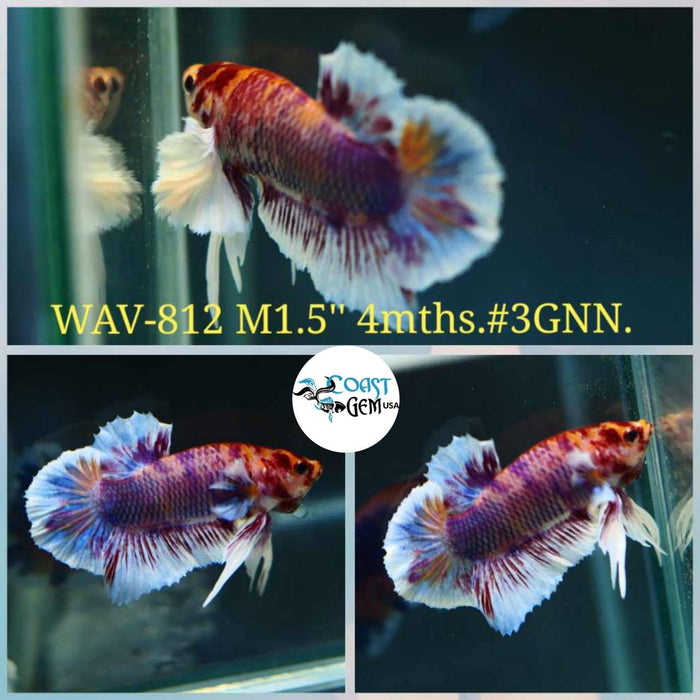 Live Betta Fish Male Plakat High Grade Nemo Galaxy White Tail (WAV-812) What you see is what you get!