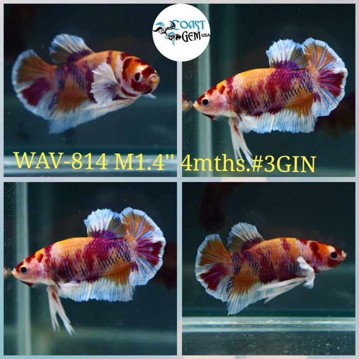 Live Betta Fish Male Plakat High Grade Yellow Red Nemo Fancy White Tail (WAV-814) What you see is what you get!