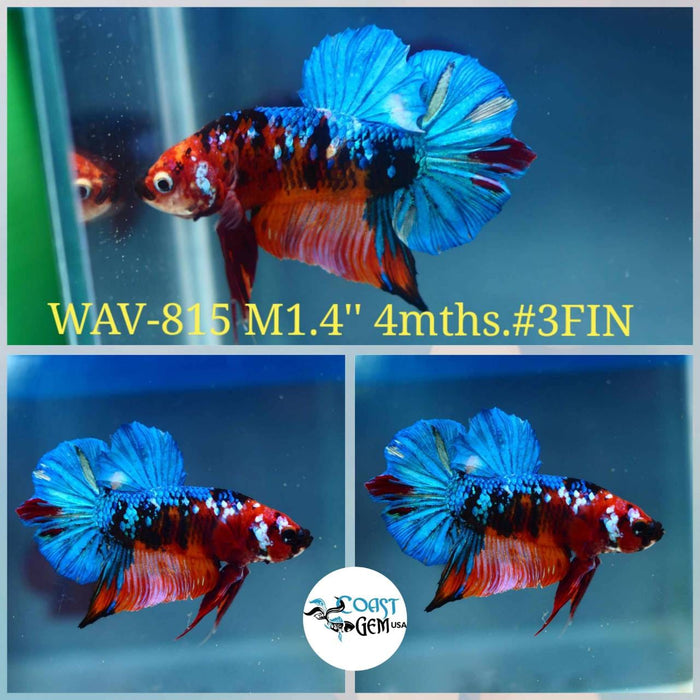 Live Betta Fish Male Plakat High Grade Red Nemo Fancy Blue Tail (WAV-815) What you see is what you get!