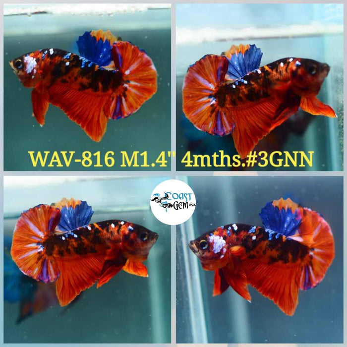 Live Betta Fish Male Plakat High Grade Red Koi Galaxy  Fancy (WAV-816) What you see is what you get!