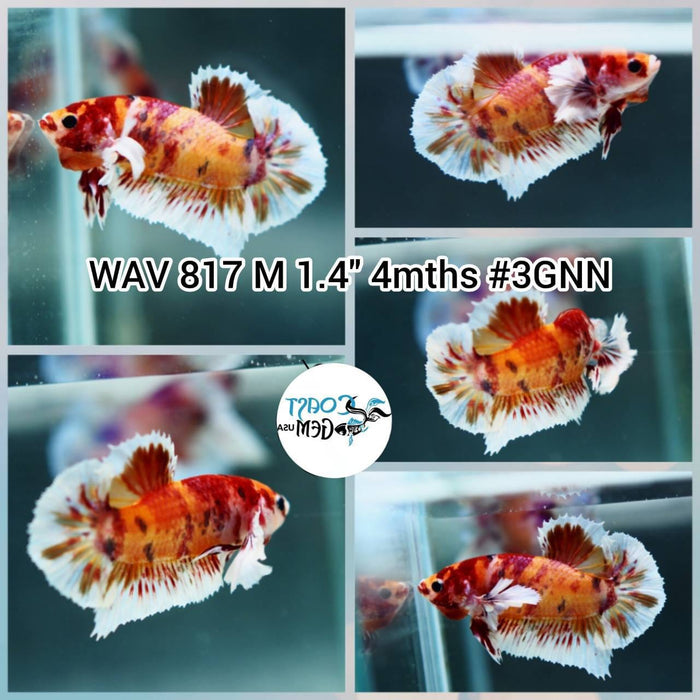 Live Betta Fish Male Plakat High Grade Big Dumbo Koi Fancy (WAV-817) What you see is what you get!