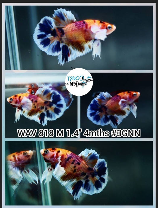 x Live Betta Fish Male Plakat High Grade Big Dumbo Koi Fancy (WAV-818) What you see is what you get!