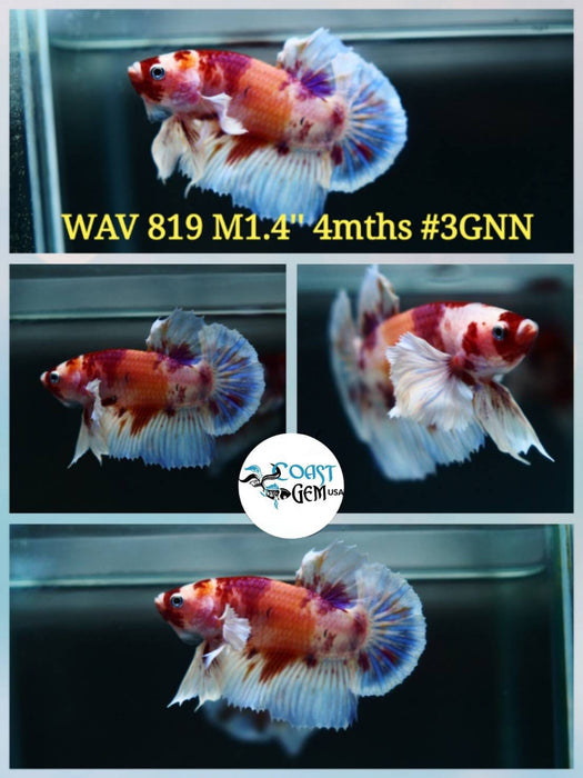 Live Betta Fish Male Plakat High Grade Big Dumbo Koi Fancy (WAV-819) What you see is what you get!