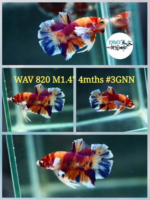 Live Betta Fish Male Plakat High Grade Big Dumbo Koi Fancy (WAV-820) What you see is what you get!