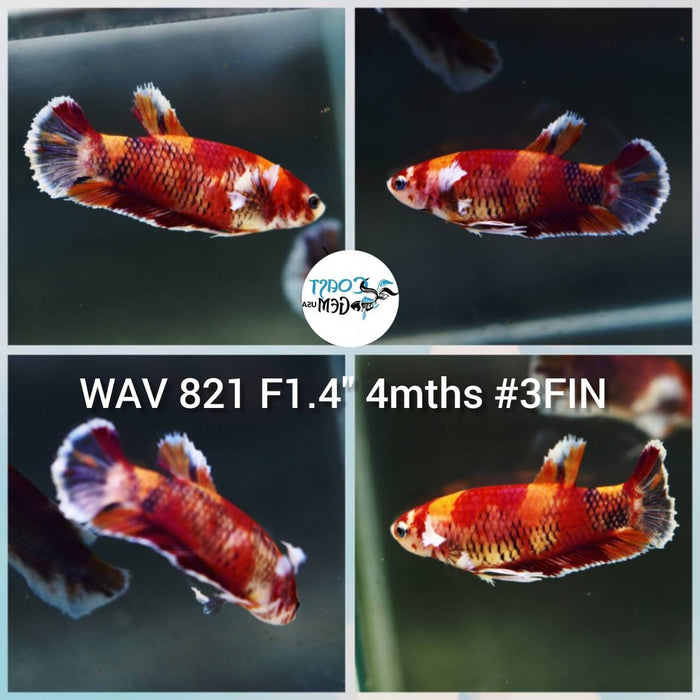 X Live Betta Fish Female Plakat High Grade Koi Fancy (WAV-821) What you see is what you get!