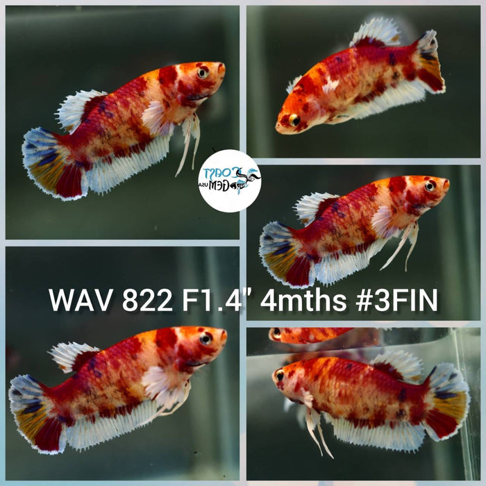 Live Betta Fish Female Plakat High Grade Big Dumbo Koi Fancy (WAV-822) What you see is what you get!