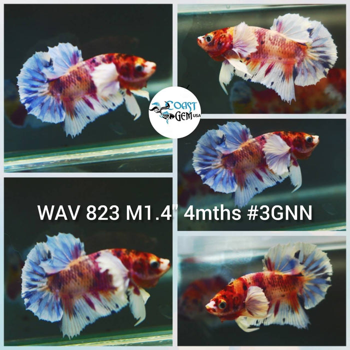 Live Betta Fish Male Plakat High Grade Big Dumbo Koi Fancy (WAV-823) What you see is what you get!