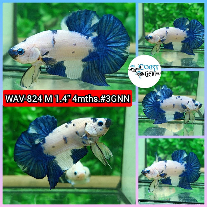 Live Betta Fish Male Plakat High Grade Blue Marble (WAV-824) What you see is what you get!