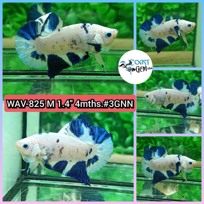 Live Betta Fish Male Plakat High Grade Blue Marble (WAV-825) What you see is what you get!