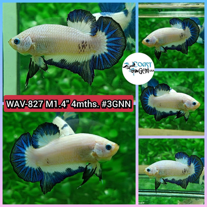 Live Betta Fish Male Plakat High Grade Blue Marble (WAV-827) What you see is what you get!