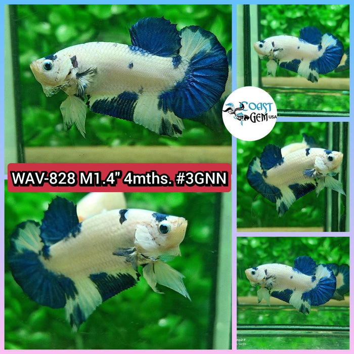 Live Betta Fish Male Plakat High Grade Blue Marble (WAV-828) What you see is what you get!