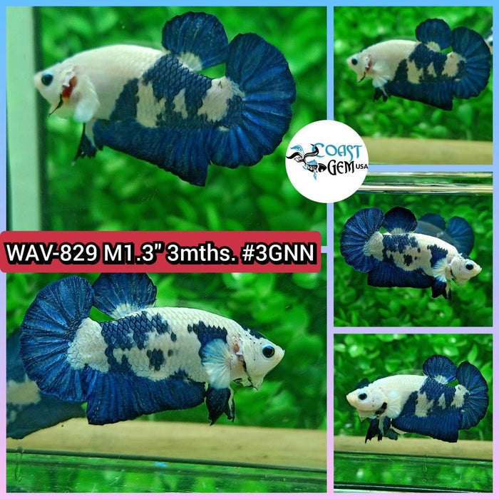 Live Betta Fish Male Plakat High Grade Blue Marble (WAV-829) What you see is what you get!