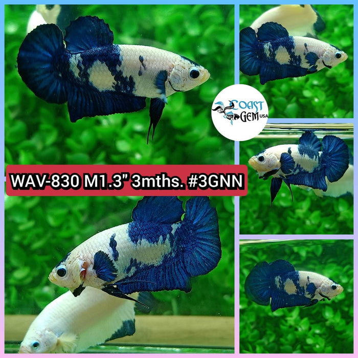 Live Betta Fish Male Plakat High Grade Blue Marble (WAV-830) What you see is what you get!