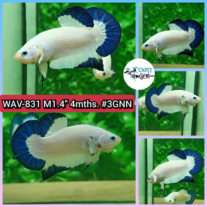 Live Betta Fish Male Plakat High Grade Blue Marble (WAV-831) What you see is what you get!