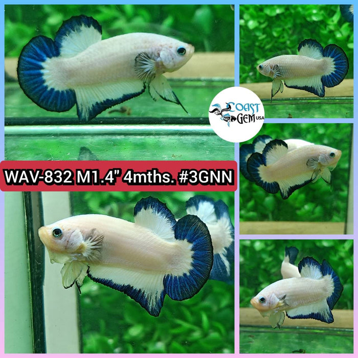 Live Betta Fish Male Plakat High Grade Blue Marble (WAV-832) What you see is what you get!
