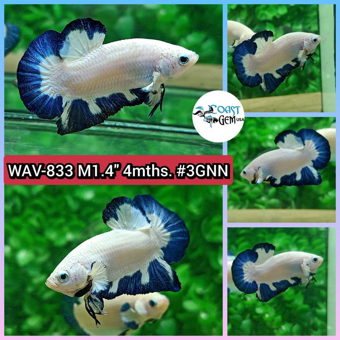 Live Betta Fish Male Plakat High Grade Blue Marble (WAV-833) What you see is what you get!