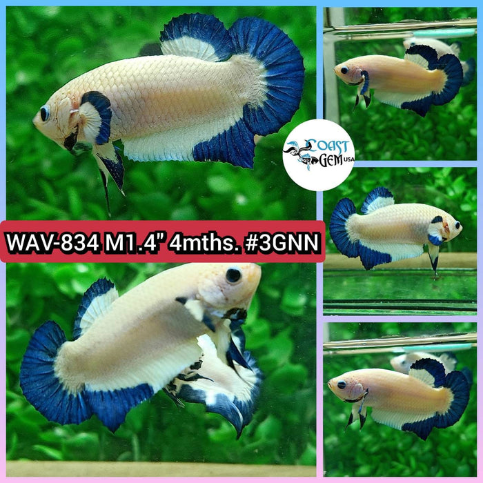X Live Betta Fish Male Plakat High Grade Blue Marble (WAV-834) What you see is what you get!