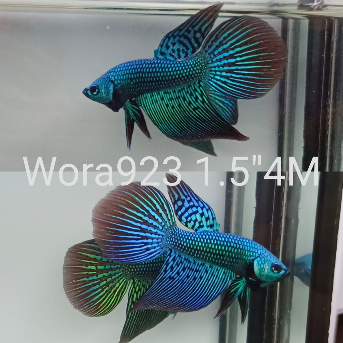Betta Fish for Sale | Plakat Bettas | Fighting Fish | HMPK Betta ...