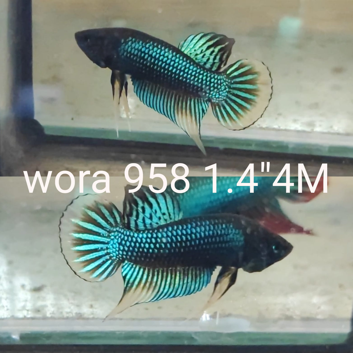 Betta Fish for Sale Plakat Bettas Fighting Fish HMPK Betta